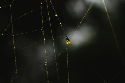 spiderweb,laptop wallpaper,4k wallpaper,spider,hd wallpaper,full hd wallpaper,macro,mac wallpaper,wallpaper 4k,wallpaper,4k wallpaper,desktop backgrounds,free background,insect,windows wallpaper,wallpaper hd,free wallpaper,cool backgrounds,beautiful wallp