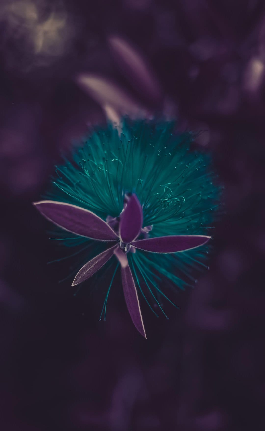 Purple flower petals radiate from a teal brush-like stamen against a dark, blurry bokeh background.