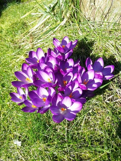 Purple crocus flowers with orange centers bloom in green grass under soft sunlight in a macro close-up view.