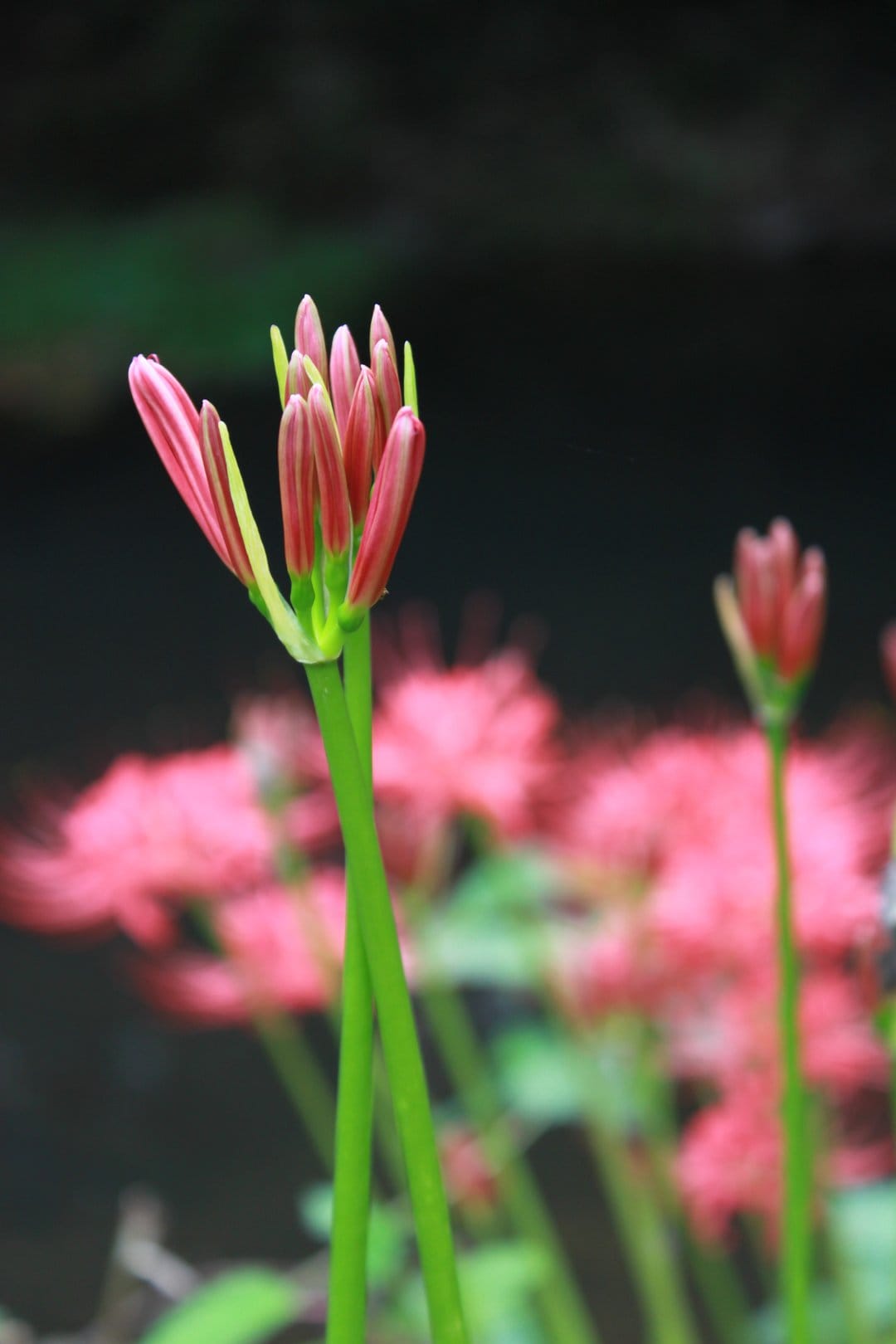 Red spider lily buds with pink stripes and green stems stand out against a blurred dark floral background.