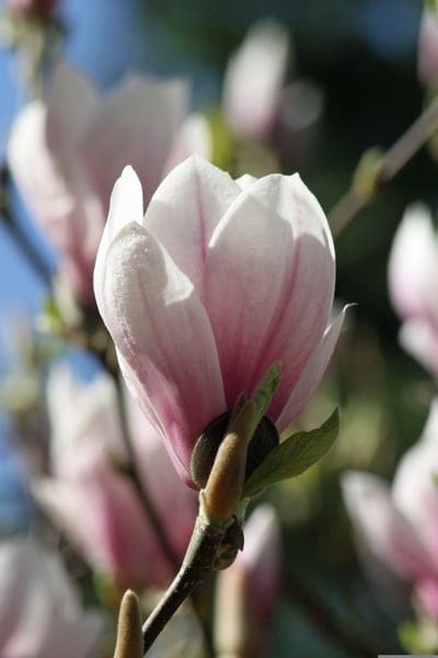 Pink magnolia flower petals with a soft color gradient bloom on a branch against a blurred garden background.