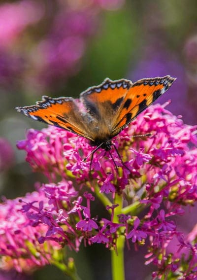 Small Tortoiseshell butterfly with orange wings rests on pink flowers against a blurred green and pink background.
