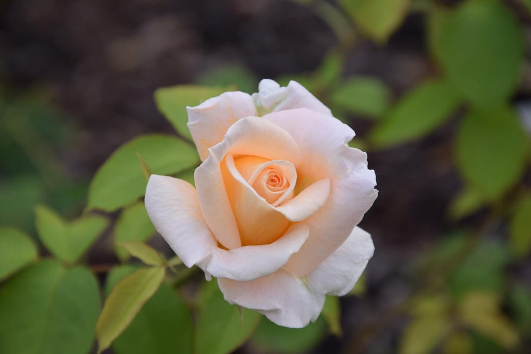 Peach rose bloom with spiraling petals and green leaves creates a soft macro view for a vertical mobile screen.
