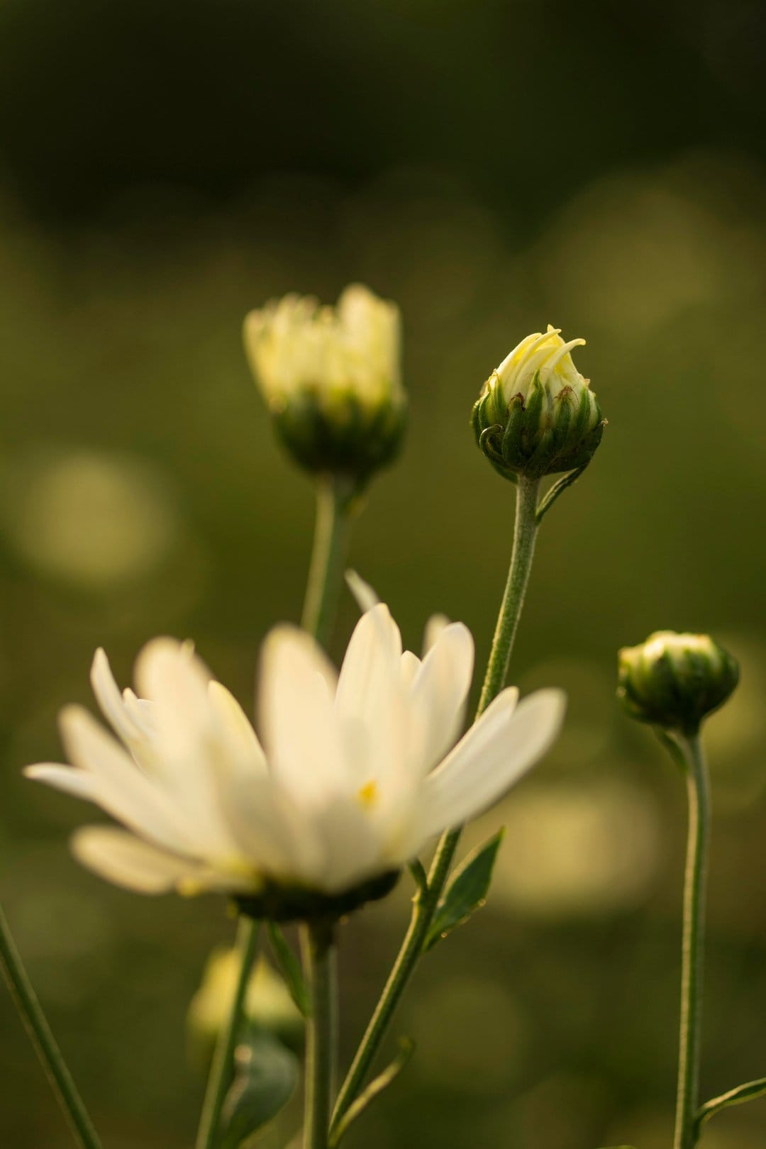 White chrysanthemum flowers and green buds glow in soft sunlight against a blurred forest green background.