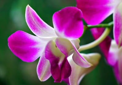 Pink and white orchid flowers with magenta centers in a macro view against a soft-focus green garden background.