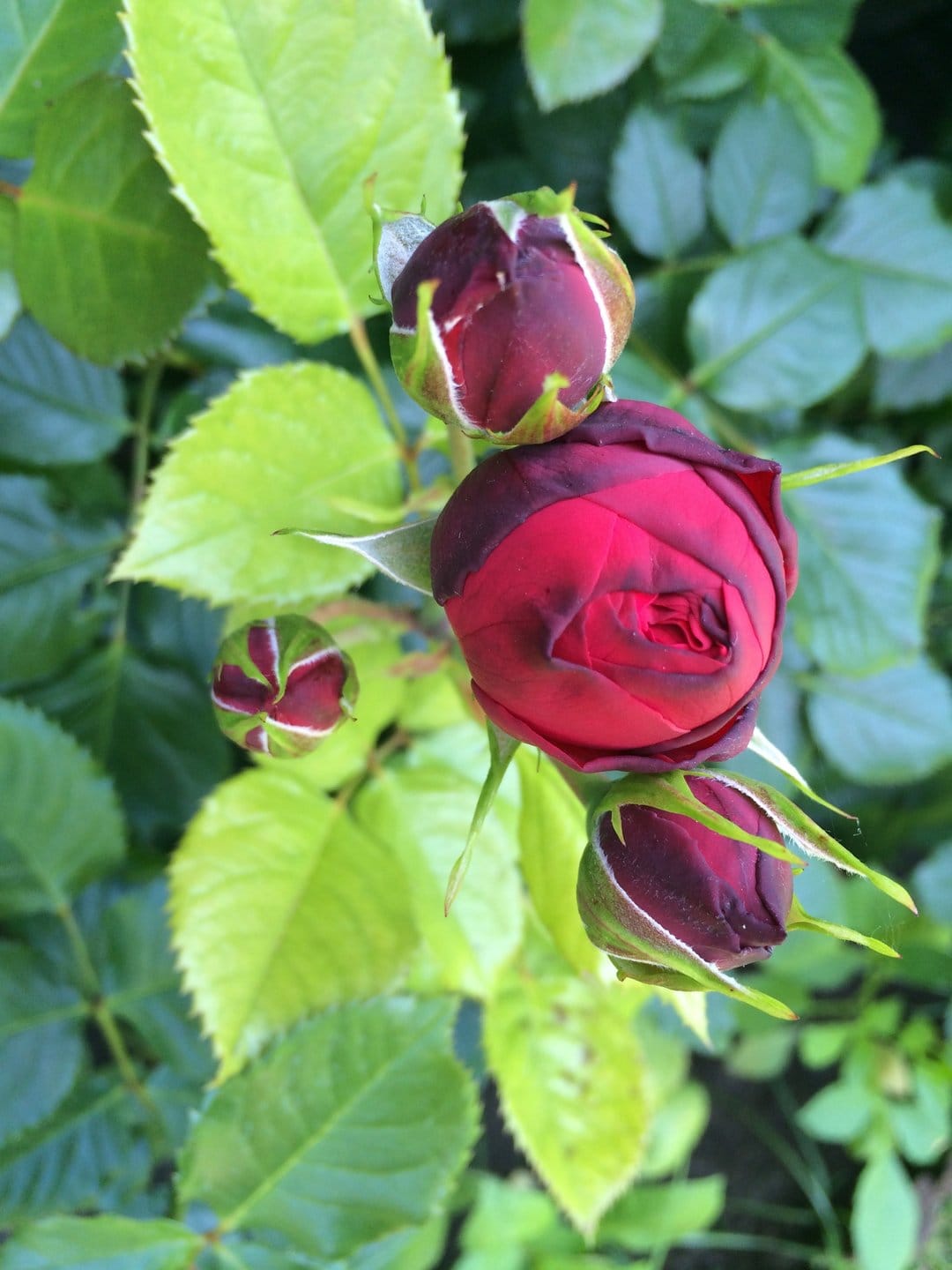 Crimson rose buds and a single textured bloom nestle among lush green leaves in a macro nature photograph.