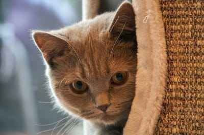 cat,cute,small,young,animal,beautiful wallpaper,Mac wallpaper,domestic animal,free background,fur,soft,gray,eyes,ears,Windows wallpaper,nose,full HD wallpaper,mouth,domestic cat,playful