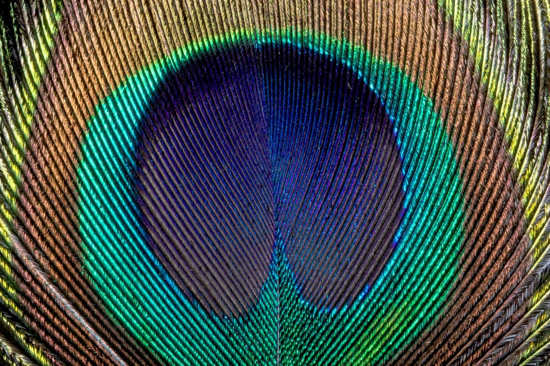 Peacock feather eye reveals iridescent blue and emerald filaments surrounding a deep, dark metallic ocellus.