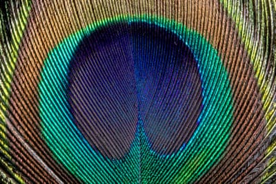 peacock Feather,peacock wallapaper,Feather,Feather wallaper,peacock