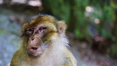 background,Barbary macaque,astonished,desktop backgrounds,scared,primate,full HD wallpaper,wallpaper 4K,free background,face,view,nose,ears,fur,dreamy,thoughtful,brown,HD wallpaper,4K wallpaper,beige