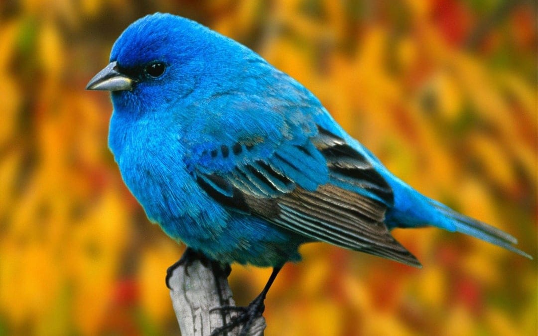 Blue indigo bunting bird perched on a dark branch with blurred orange and yellow autumn leaves in the background.