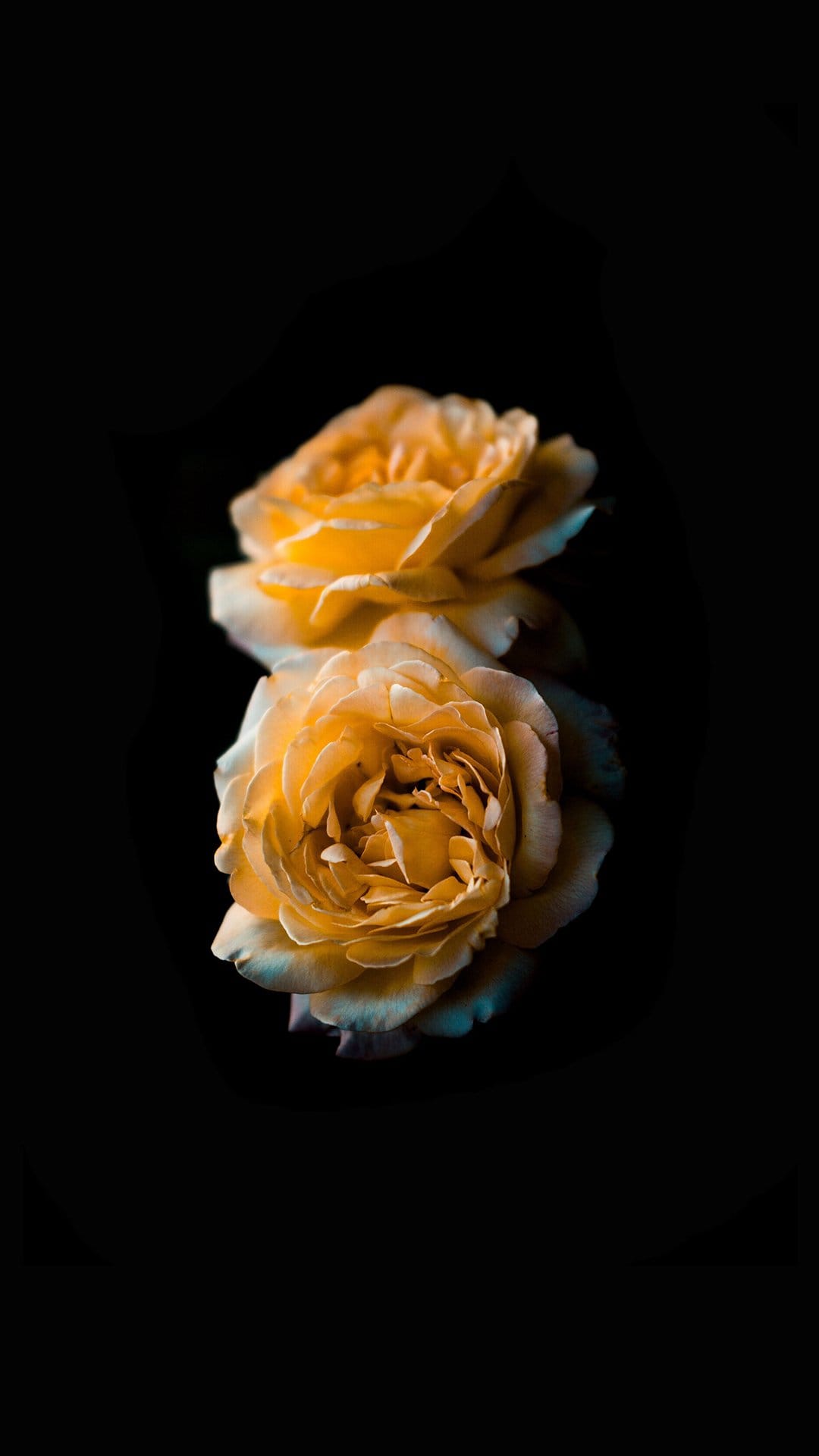 Two yellow roses with peach highlights stacked vertically against a solid black background with soft lighting.