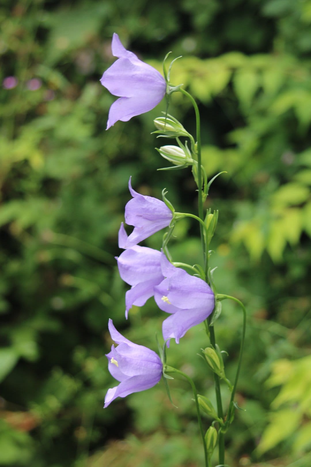 Purple bellflowers on a slender stem with soft green leaves in a blurred natural background during daylight.
