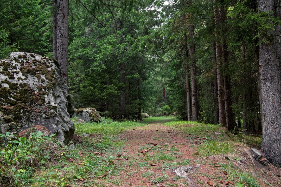 Winding dirt trail through tall evergreen trees with a mossy boulder and sunlight filtering onto pine needles.