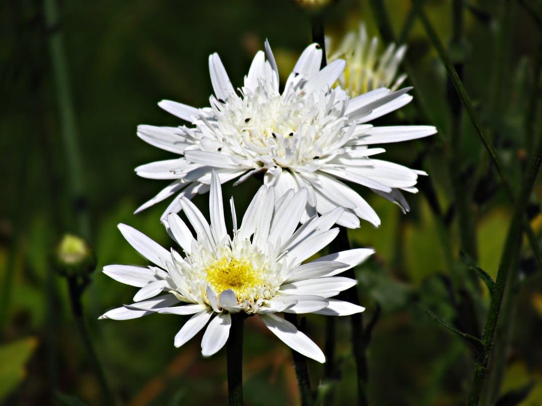 Two white daisies with yellow centers stand against a blurred dark green background in bright sunlight.