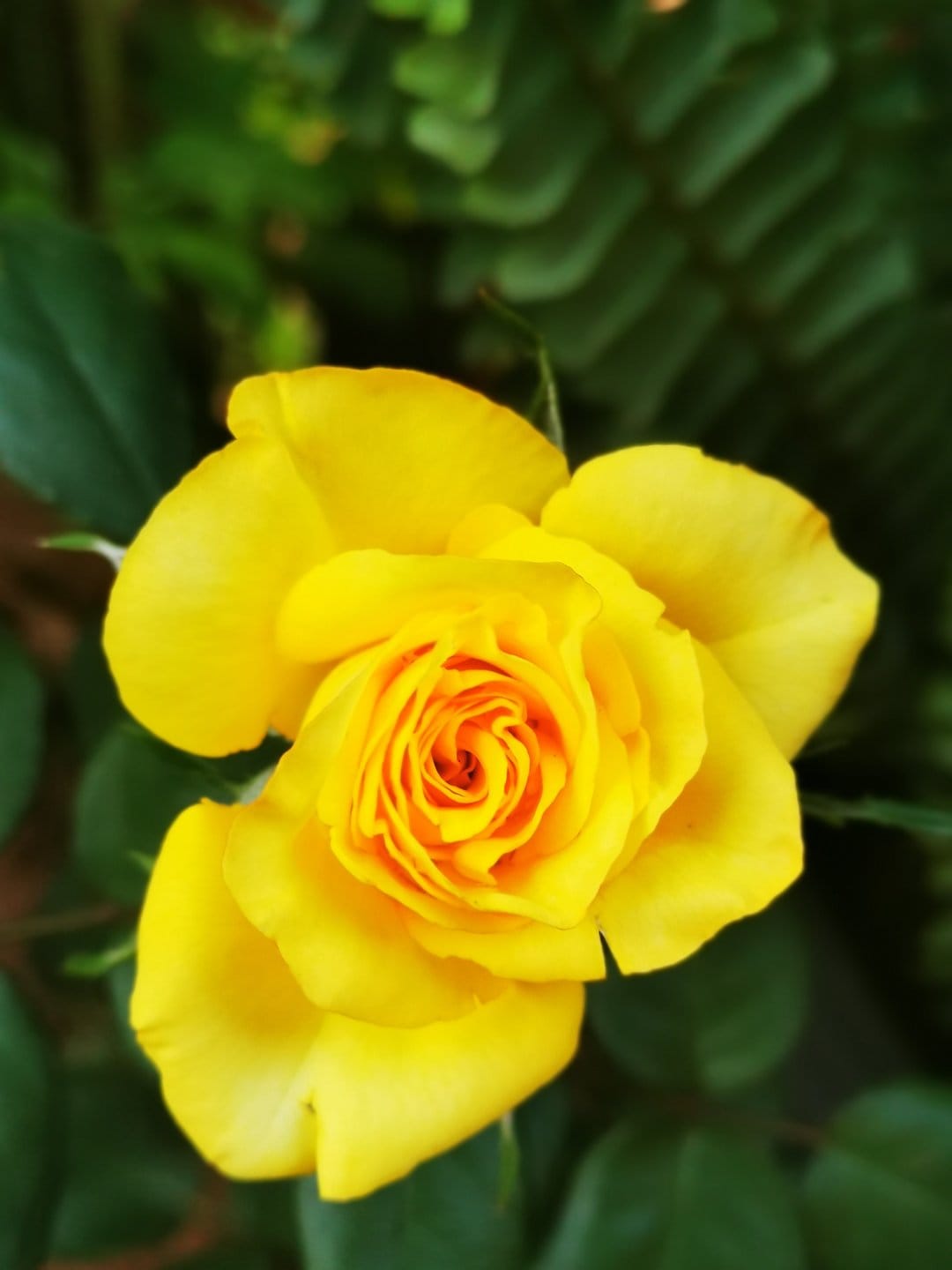 Bright yellow rose with spiraled petals blooms against a soft green background in a vertical macro photograph.