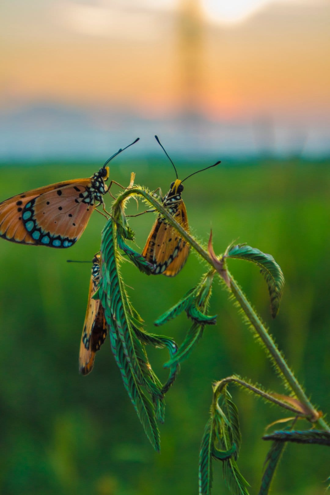 Three orange butterflies with black spots on a plant stem with a blurred golden sunset field in the background.