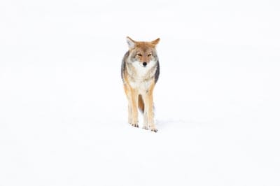 Fox,animal,Fox wallpaper,Fox desktop wallpaper,wildlife