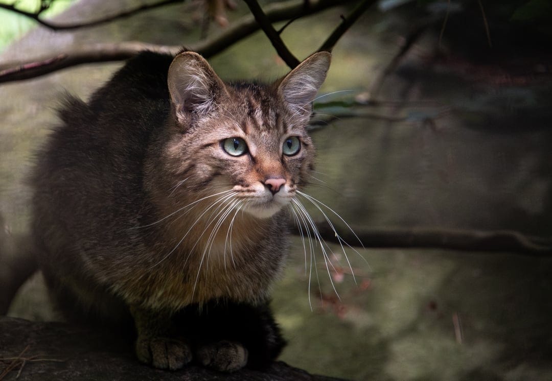 Tabby wildcat with blue-green eyes perches on a mossy branch against a blurred forest background in a close-up.