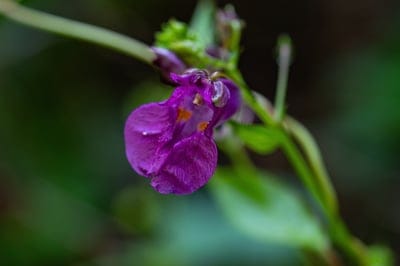 Purple Himalayan Balsam flower with water droplets on petals and orange markings against a blurred green background.