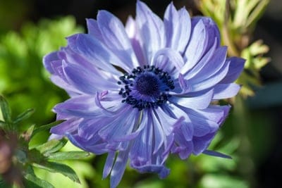 anemone flower, blue flower, purple flower, single flower, garden flower, floral, botanical, nature, spring flower, delicate petals, dark center, stamens, macro photography, flower close-up, outdoor, plant, perennial, spring bloom, beautiful flower, vibrant color, floral detail