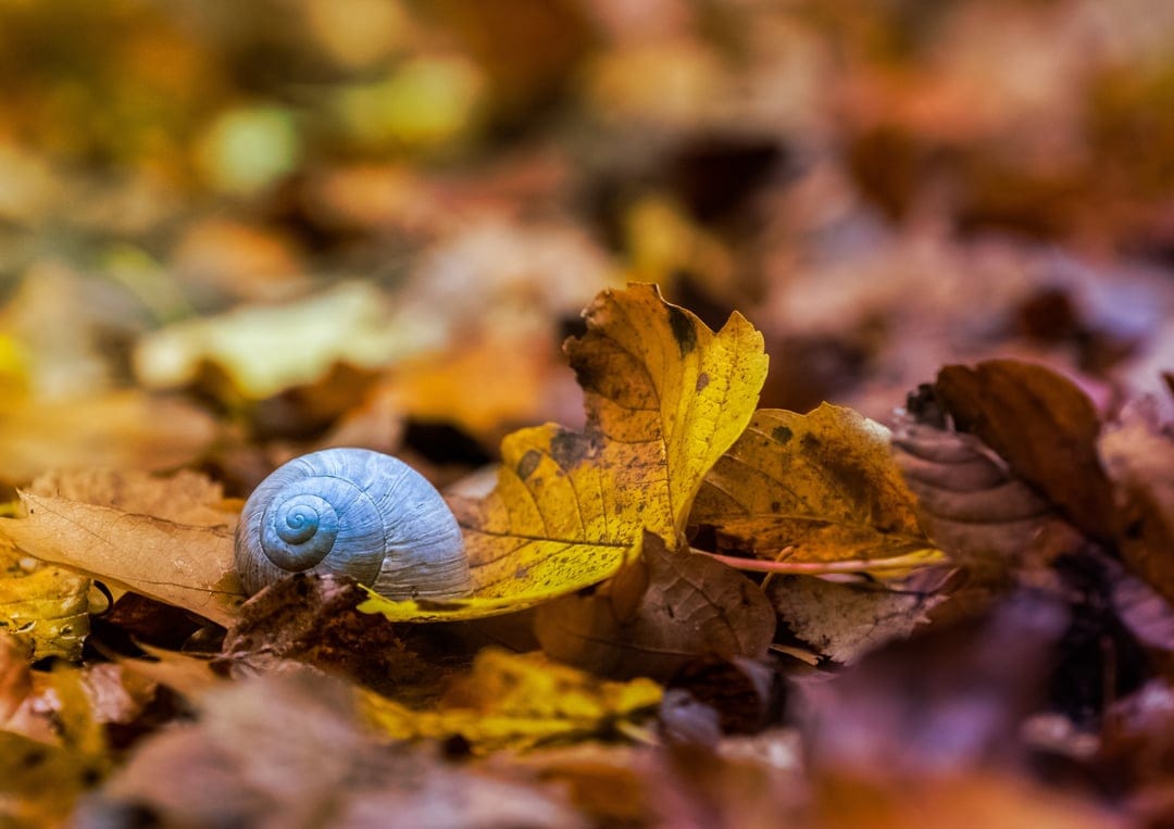 Pale blue snail shell on a bed of orange maple leaves with a soft blurred background and macro focus.