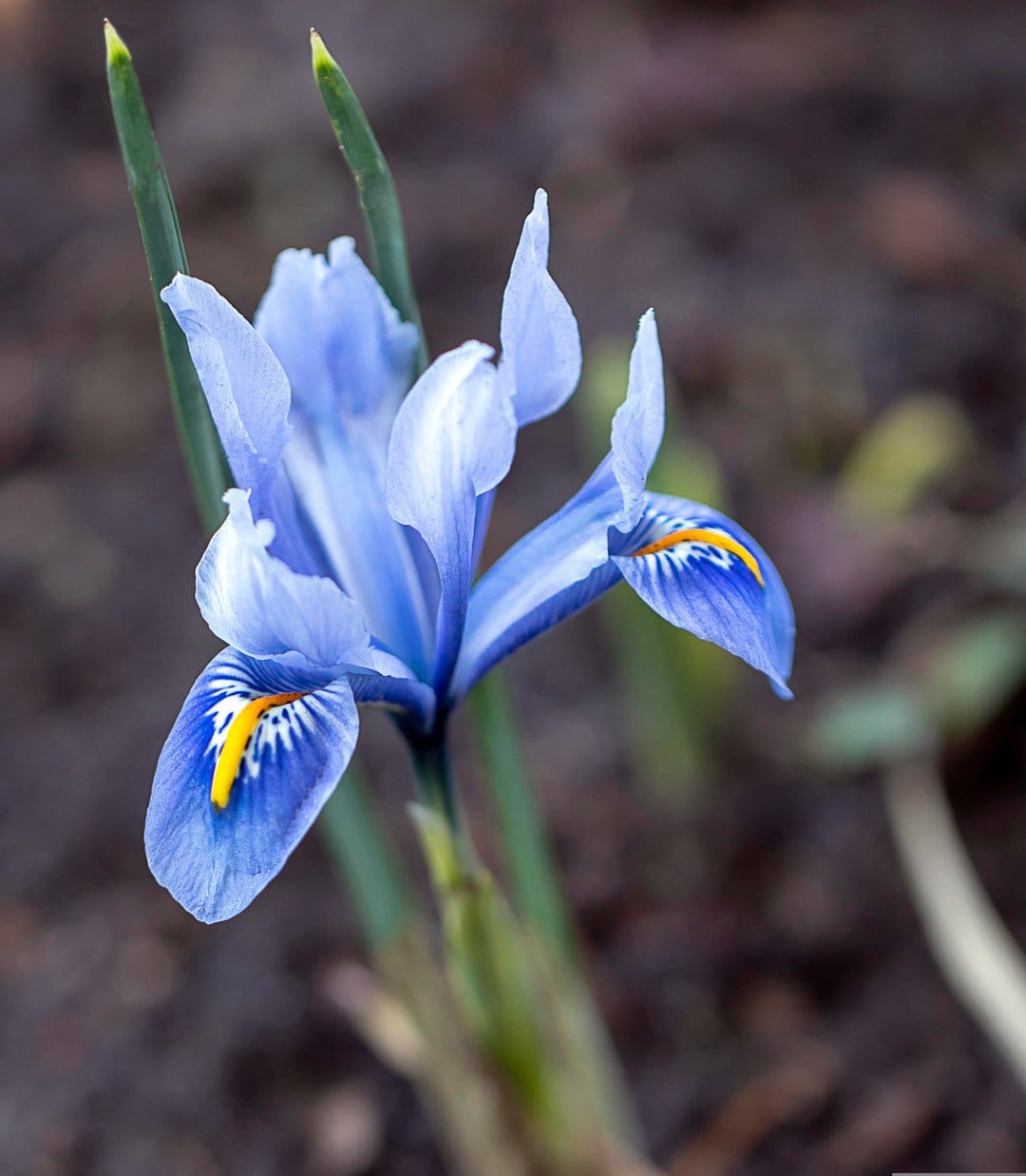 Blue iris flower with yellow markings on petals against a dark blurred background with tall green leaves.