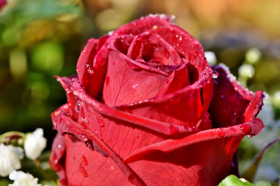 Red rose bloom covered in tiny dew drops glows under soft sunlight with a blurred green bokeh background.