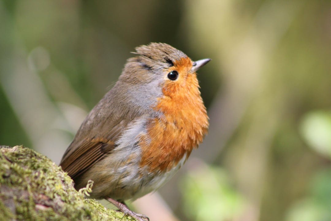 European Robin with orange feathers perches on a mossy branch against a blurred green forest background.