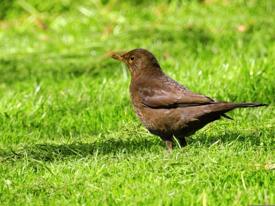 Brown bird with its beak open stands in profile on a patch of bright green grass under warm afternoon sunlight.