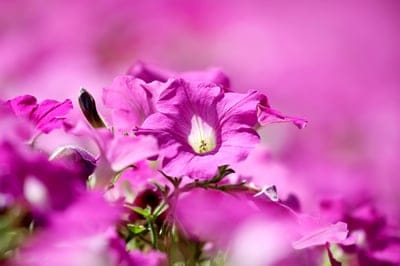 Pink petunia flower with sunlit petals and a visible central stamen against a blurred pink and green background.