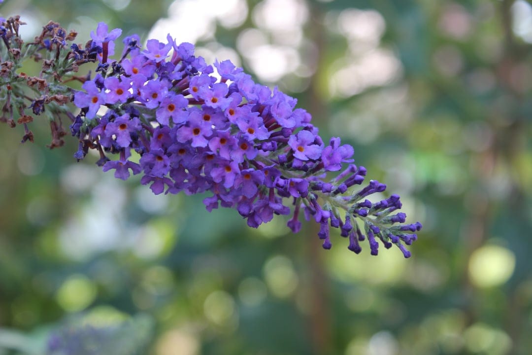 Purple butterfly bush florets unfurl in gentle sunlight with a soft-focus green and white garden backdrop.