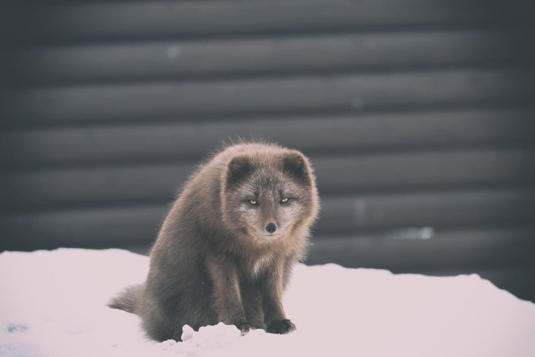 Arctic fox with blue eyes sits in white snow before a dark wooden wall, showing its dark transitional fur coat.