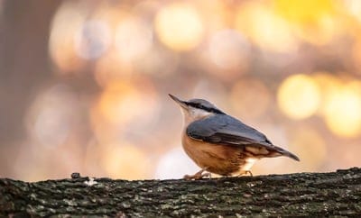 nuthatch,bird,nature,hd wallpaper,pen,beak,portrait,background,wallpaper