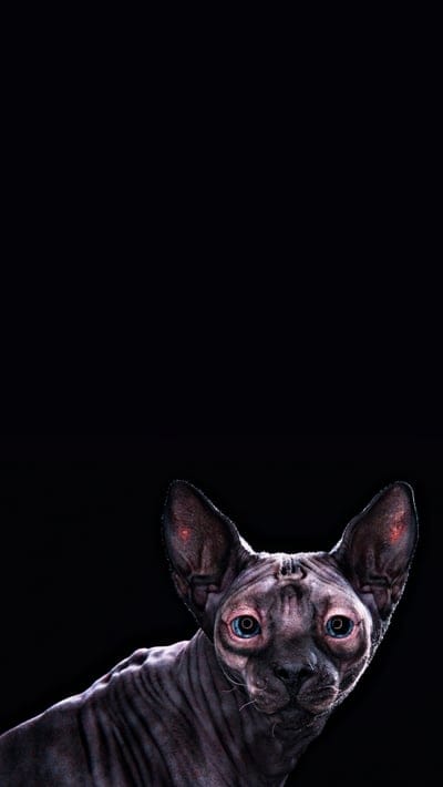 cat,animal,sphinx,look