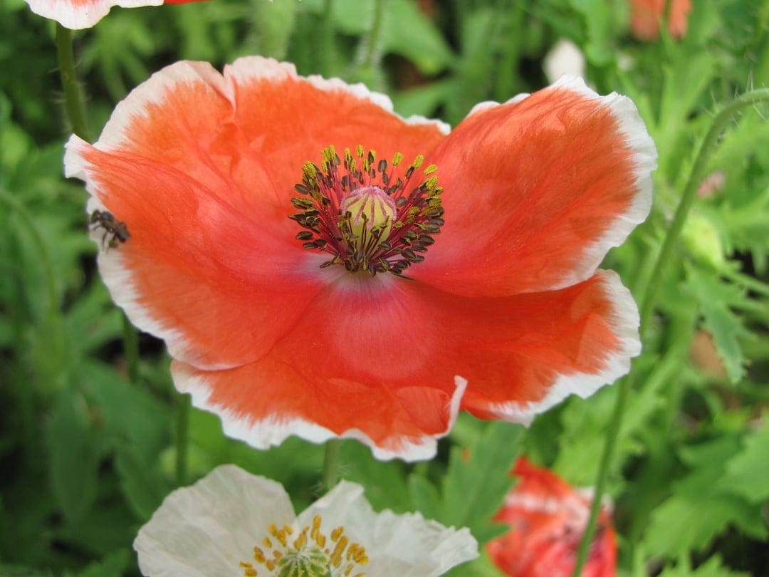 Orange poppy flower with white-tipped petals and a honeybee resting on the bloom against soft green foliage.