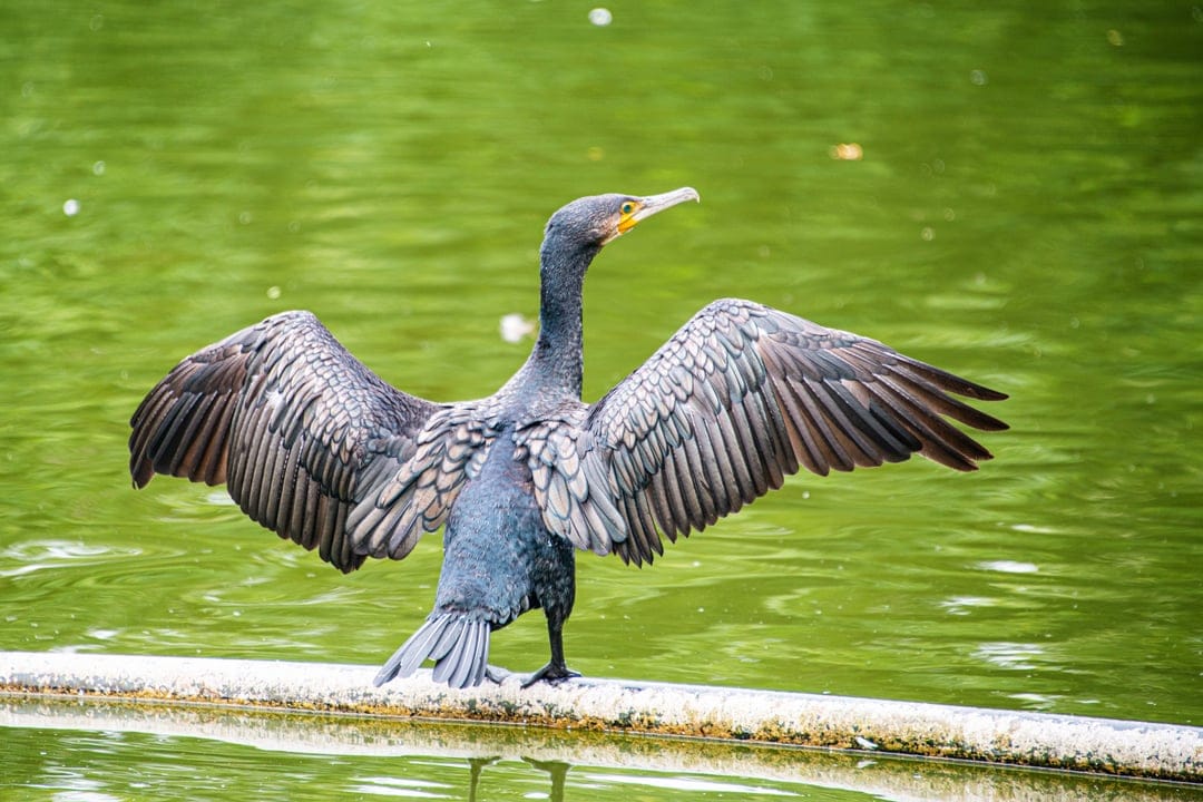 Cormorant bird with wings outstretched stands on a floating log above vibrant green water reflections.