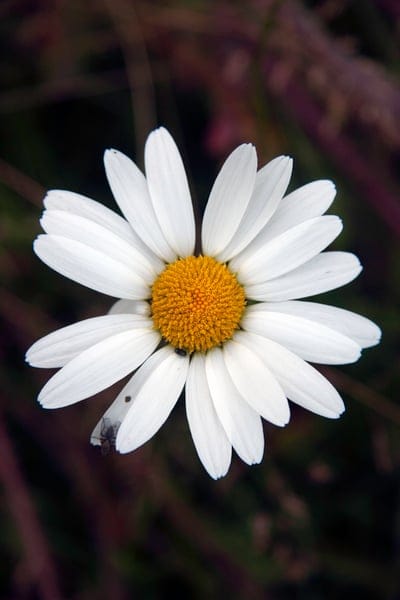 White daisy flower with a bright yellow center and a tiny fly on a petal against a dark blurred background.