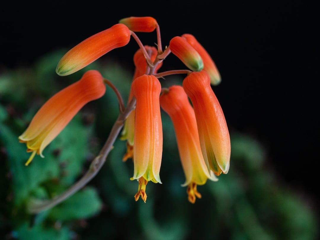 Tubular orange and yellow succulent blossoms with visible stamens bloom against a dark, out-of-focus background.