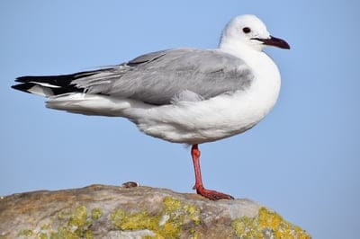 Seagull with red legs and gray plumage stands on a textured lichen-covered rock against a clear blue sky.