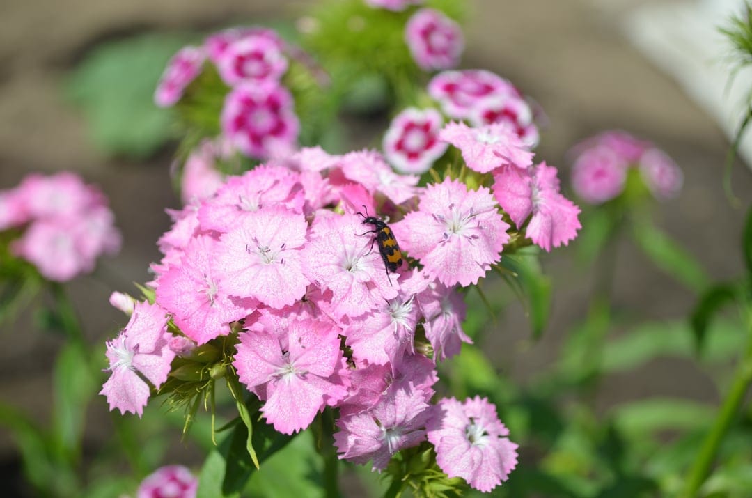 Striped beetle crawling on pink Sweet William flowers with a soft green garden background in sharp macro detail.