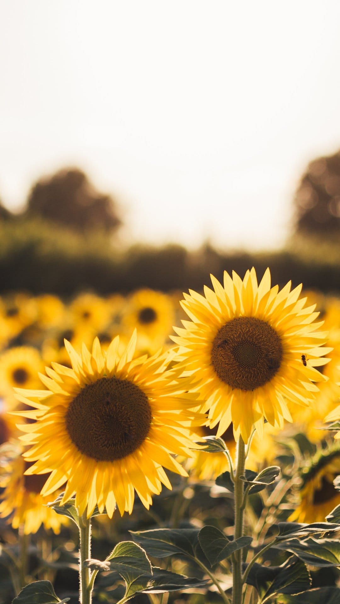 Sunflowers with vibrant yellow petals face the soft dawn light in a field with a blurred green background.