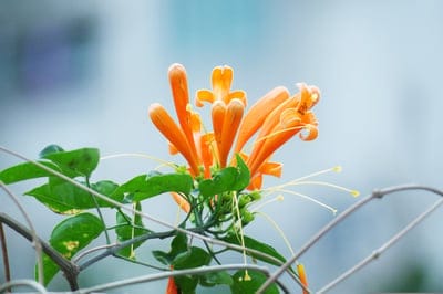 firecracker flower,nature,plant,flower,cool backgrounds,4K wallpaper,HD wallpaper,summer,garden,leaf,kinds of food,desktop backgrounds,beautiful,jewelry（architecture）,bright,flower background,Mac wallpaper,season,full HD wallpaper,beautiful flowers