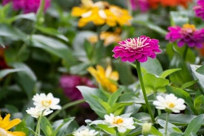 Fuchsia zinnia with layered petals stands amidst yellow and white blooms in a lush, green summer garden.