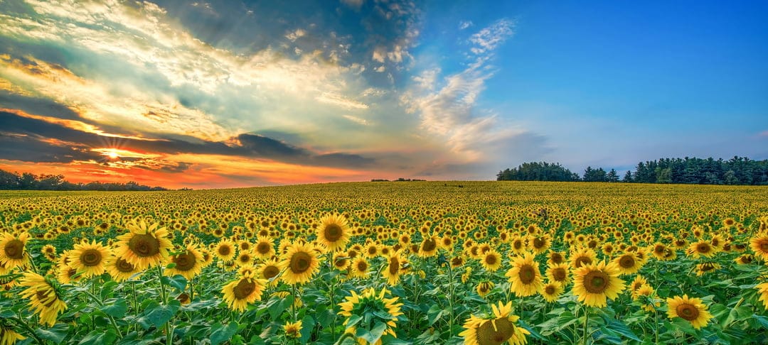 Sunflowers bloom in a vast field under a vibrant orange and blue sunset sky with wispy clouds and distant trees.
