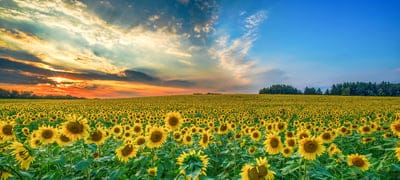Sunflower wallpaper,Sunflower,flower,iPhone Sunflower wallpaper