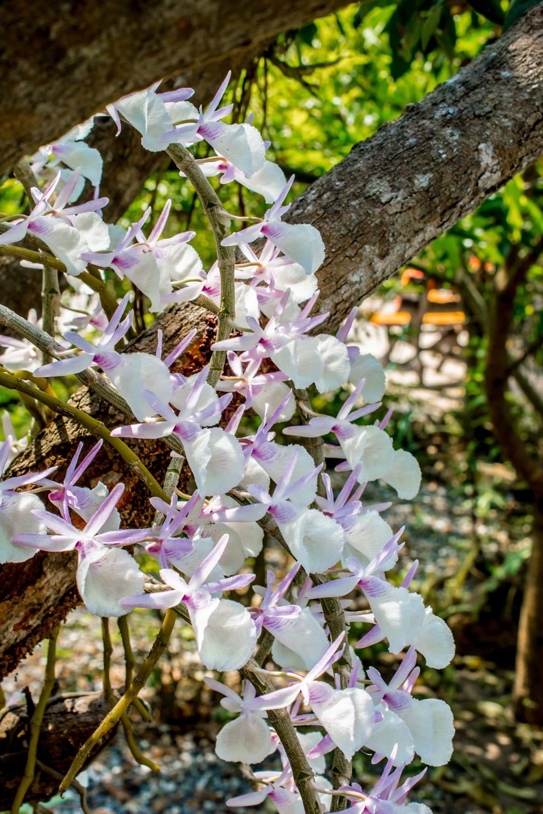 White orchids with purple accents hang from a textured tree limb in front of soft green tropical foliage.