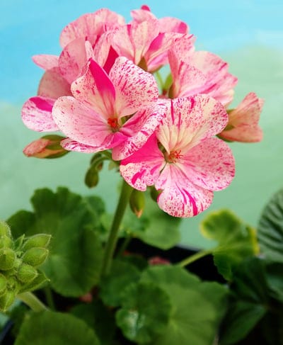 Pink and white geranium flowers with green leaves and buds set against a blue and green blurred background.