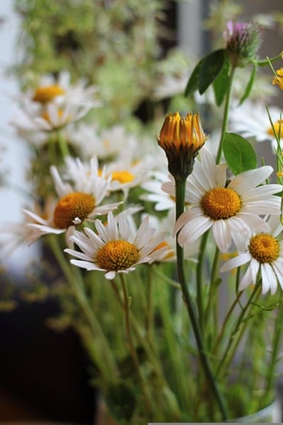 White daisies with yellow centers and a closed orange flower bud on a blurred green meadow background.
