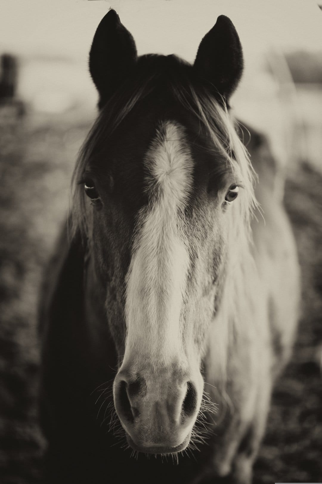 Horse head with a white blaze and soft mane features in a sepia-toned close-up portrait with calm eyes.